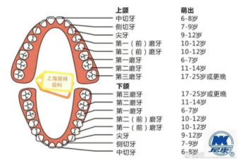 你想知道每个牙齿的名字吗？